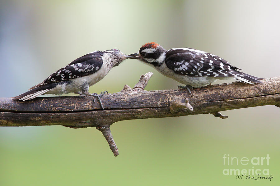 Downy Woodpecker #8 Photograph by Steve Javorsky