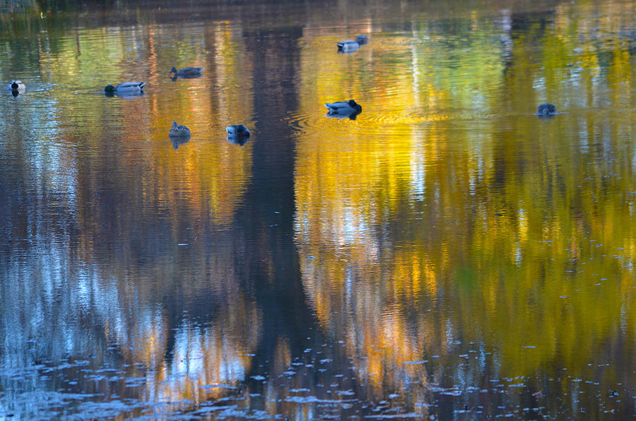 Wildlife Photograph - 8 Ducks on Pond by Deprise Brescia