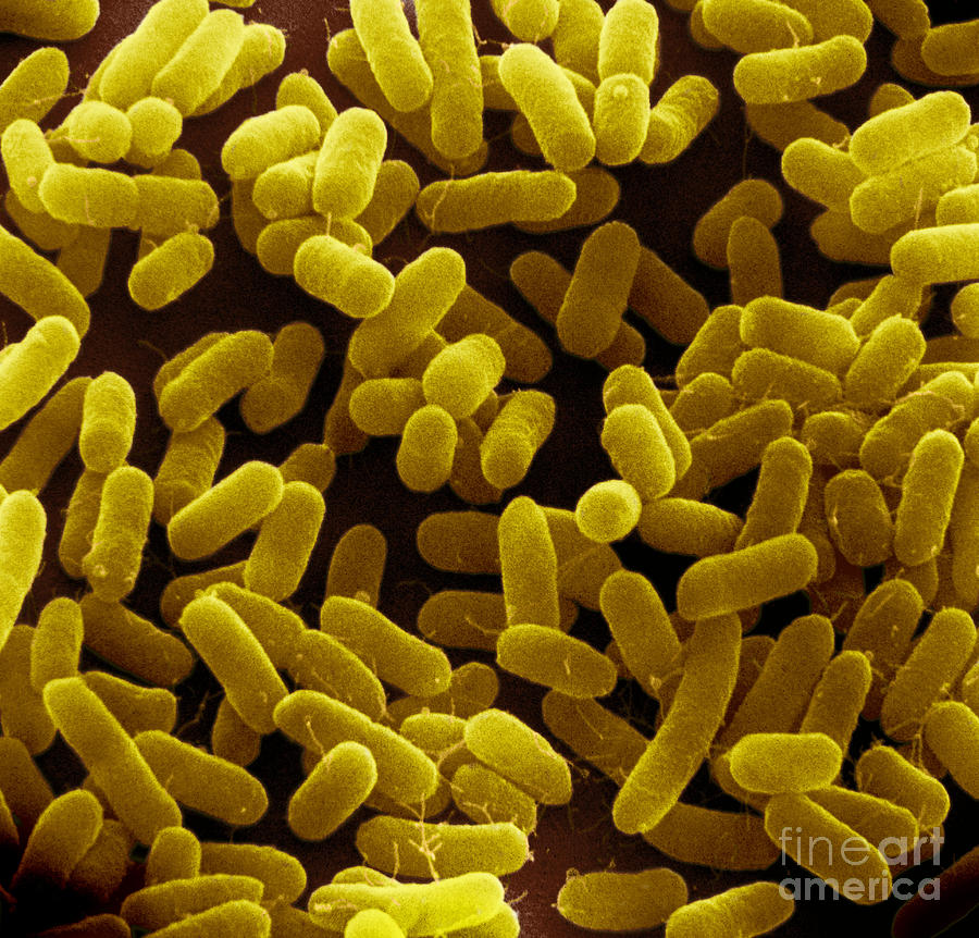 E. Coli Bacteria Sem #8 Photograph by David M. Phillips