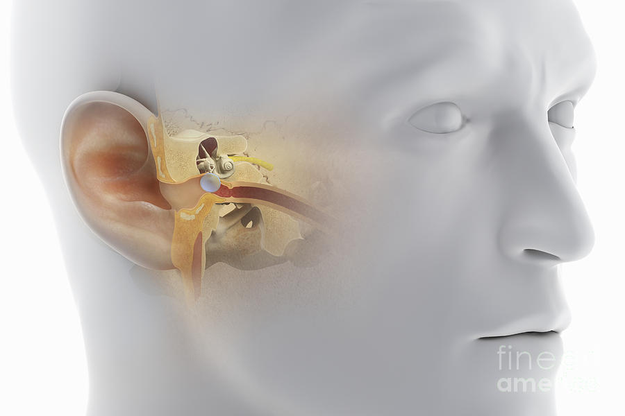 Ear Anatomy #8 Photograph by Science Picture Co