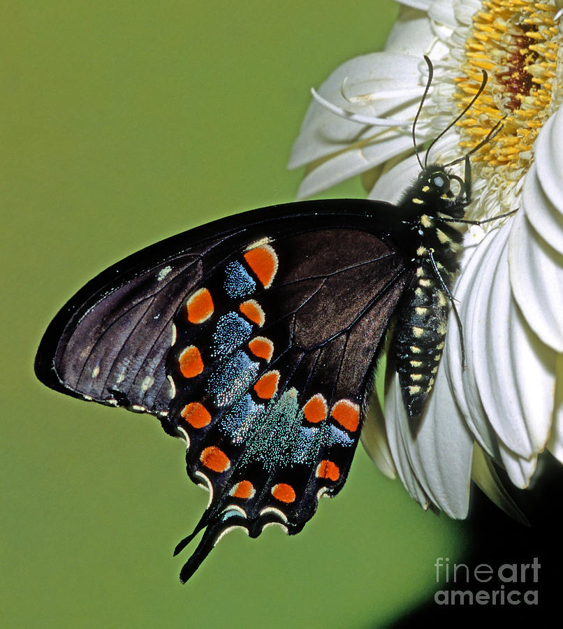 Eastern Black Swallowtail #8 Photograph by Millard H. Sharp