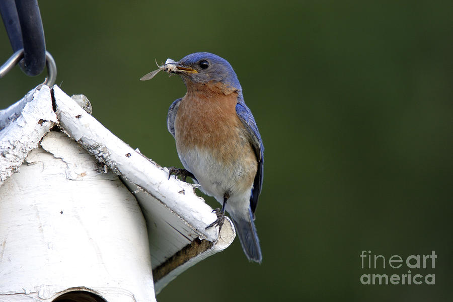 Bluebird Photograph - Eastern Bluebird #8 by Linda Freshwaters Arndt