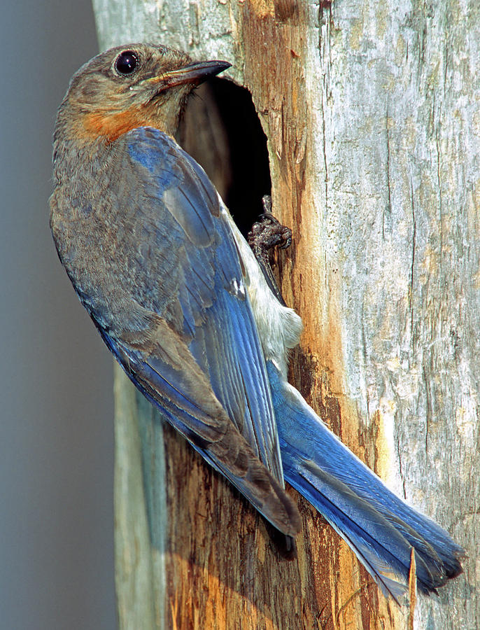 Eastern Bluebird #8 Photograph by Millard H. Sharp