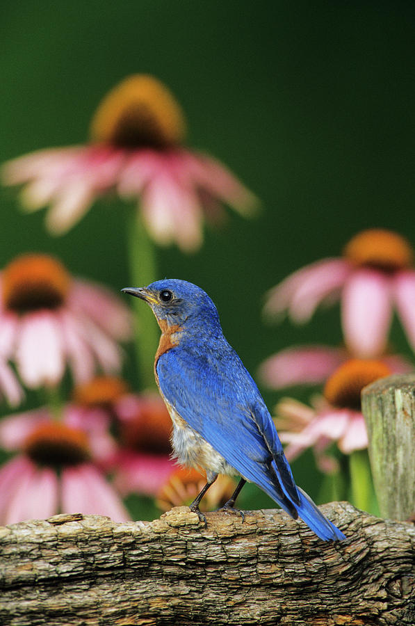 Eastern Bluebird (sialia Sialis Photograph by Richard and Susan Day ...