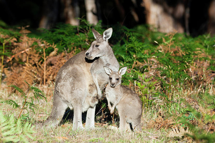 Eastern Grey Kangaroo (macropus Photograph by Martin Zwick