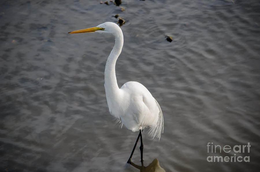 Egret Waters Photograph