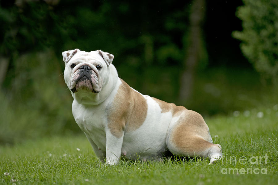 English Bulldog #8 Photograph by John Daniels
