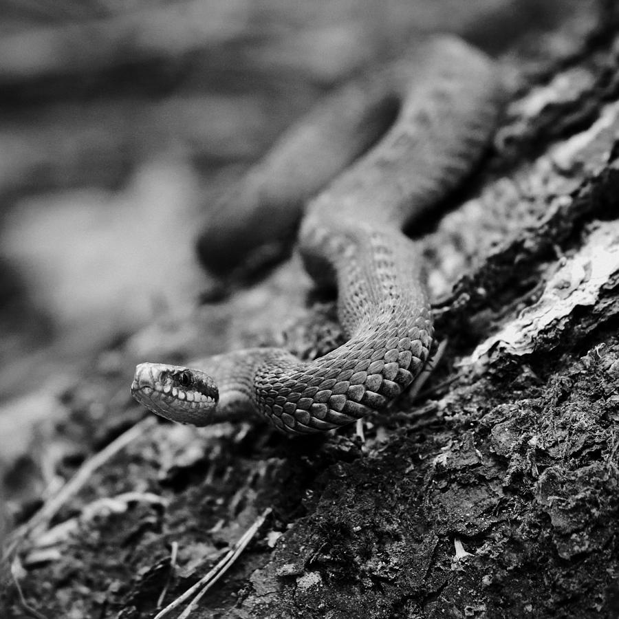 Snake Photograph - European adder #8 by Jouko Lehto