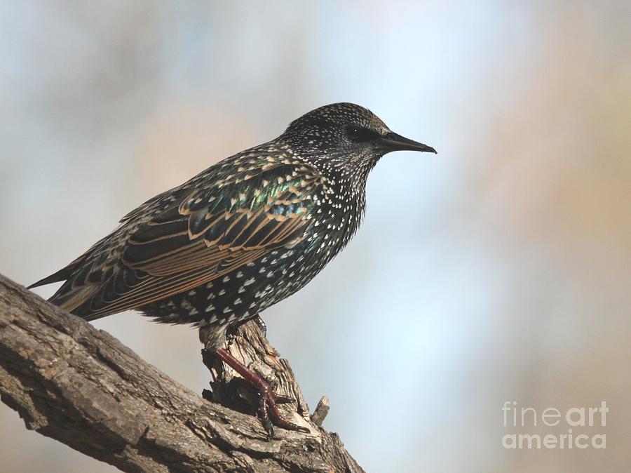 European Starling #8 Photograph by Jack R Brock