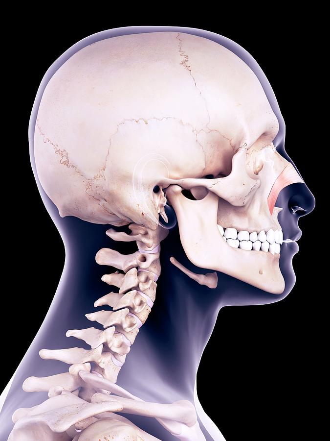 Skull Photograph - Facial Muscle #8 by Sebastian Kaulitzki/science Photo Library