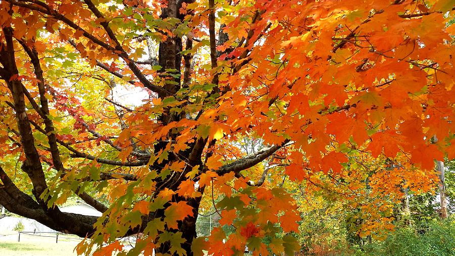 Fall Explosion of Color #8 Photograph by Kenny Glover
