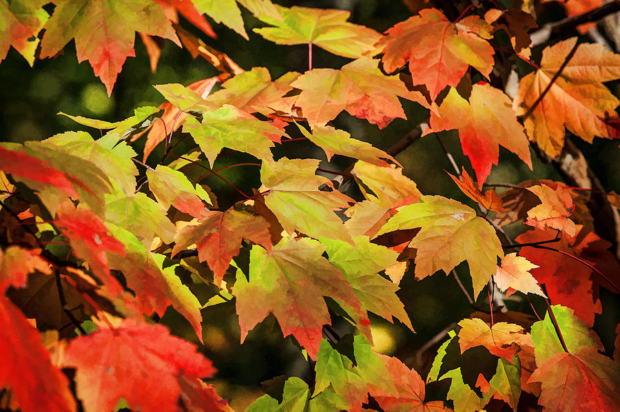 Fall Foliage Great Smoky Mountains Painted   #21 Photograph by Rich Franco