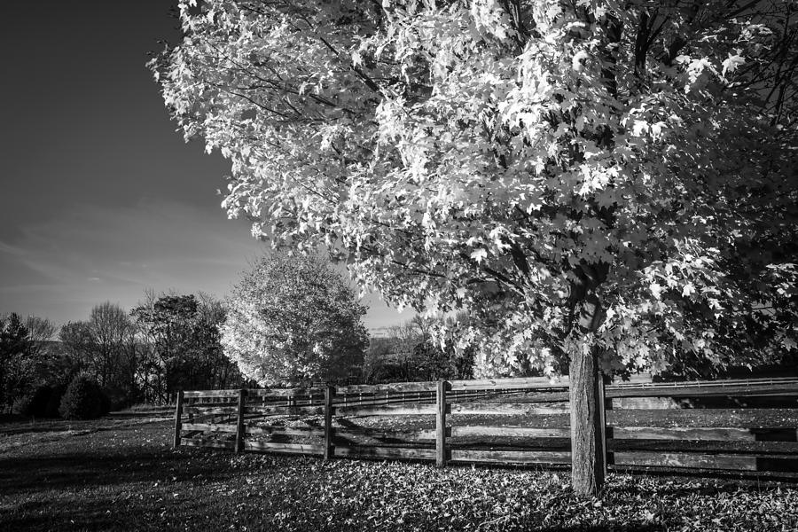 Fall Foliage Sussex County New Jersey Painted BW   #8 Photograph by Rich Franco
