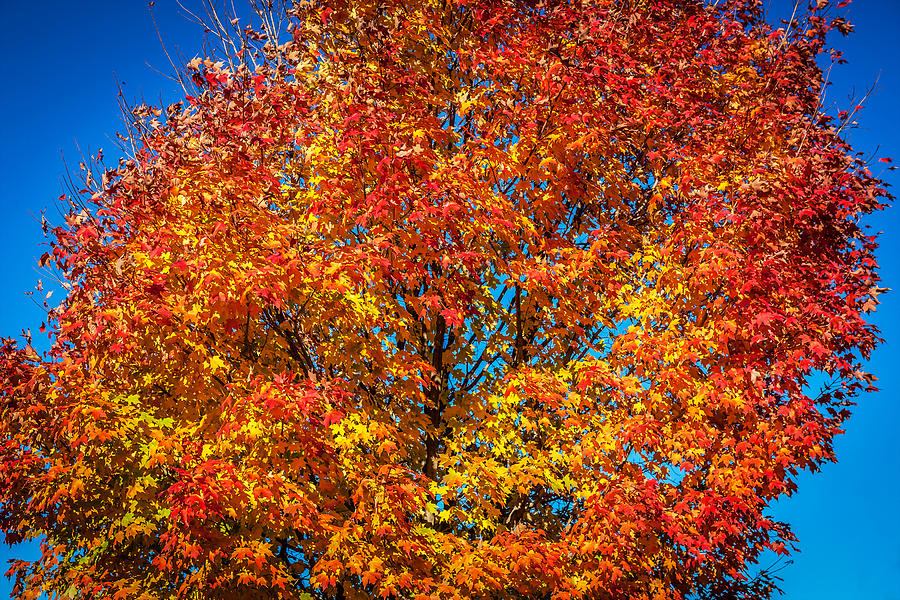 Fall Foliage Sussex County New Jersey Painted  #8 Photograph by Rich Franco
