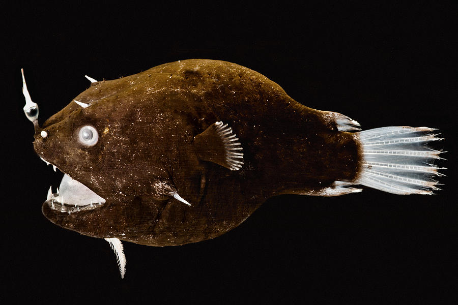 Female Anglerfish Linophryne Sp Photograph by Danté Fenolio - Fine Art ...