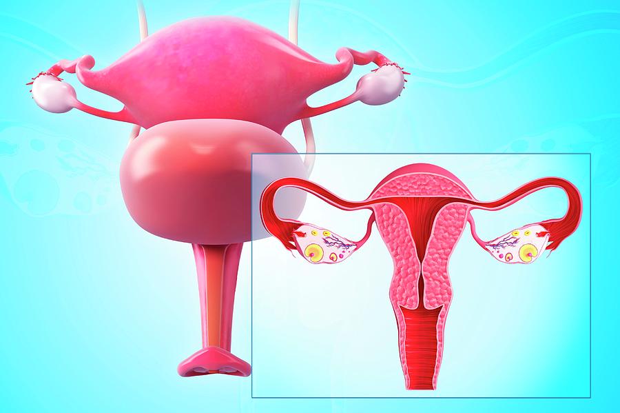 Female Reproductive System Photograph by Pixologicstudio/science Photo