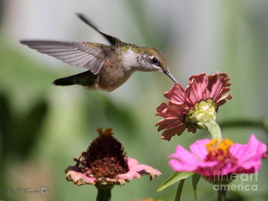 Female Ruby-Throated Hummingbird #8 Photograph by J McCombie