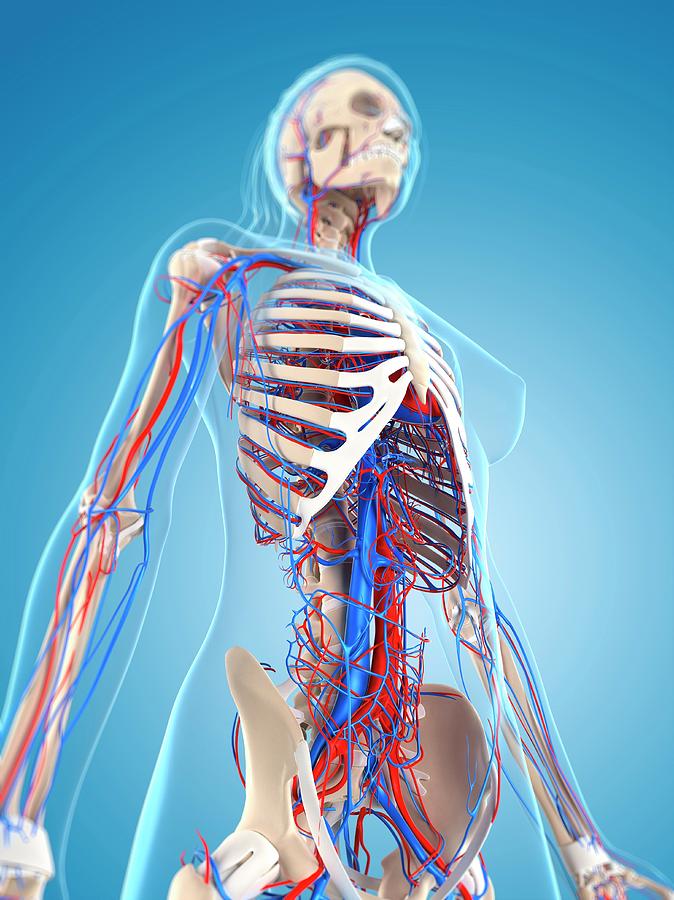 Female Vascular System Photograph by Sciepro/science Photo Library ...