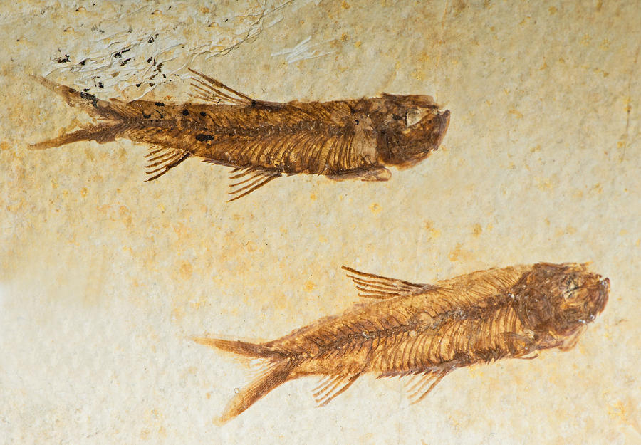 Fish Fossil #8 Photograph by Millard H. Sharp