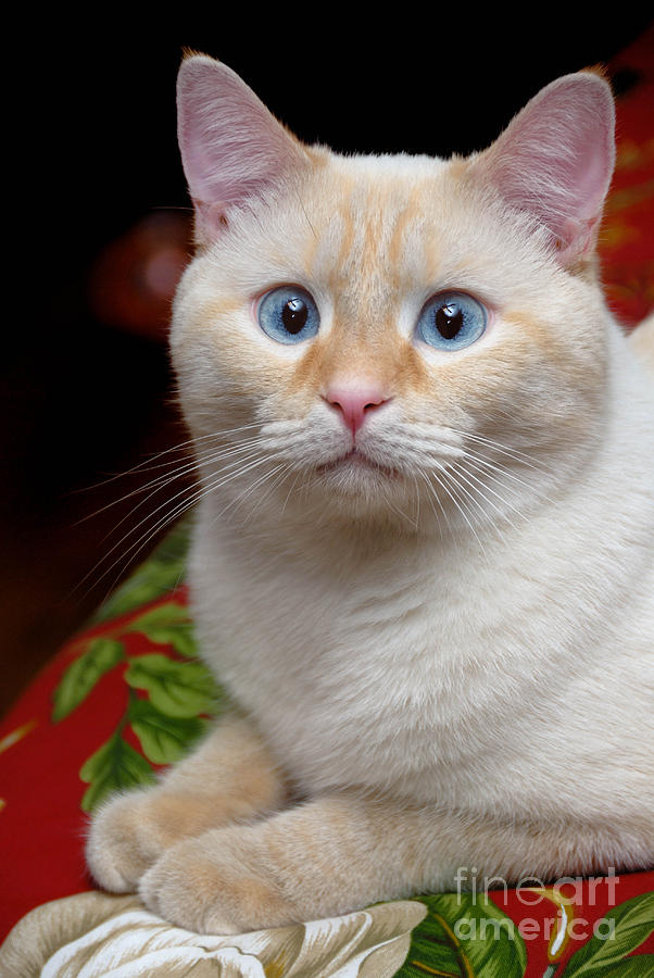 Cat Photograph - Flame Point Siamese Cat #8 by Amy Cicconi