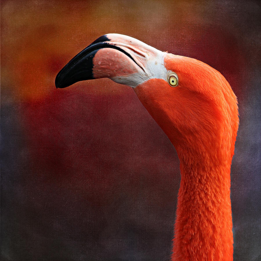 Flamingo #8 Mixed Media by Heike Hultsch