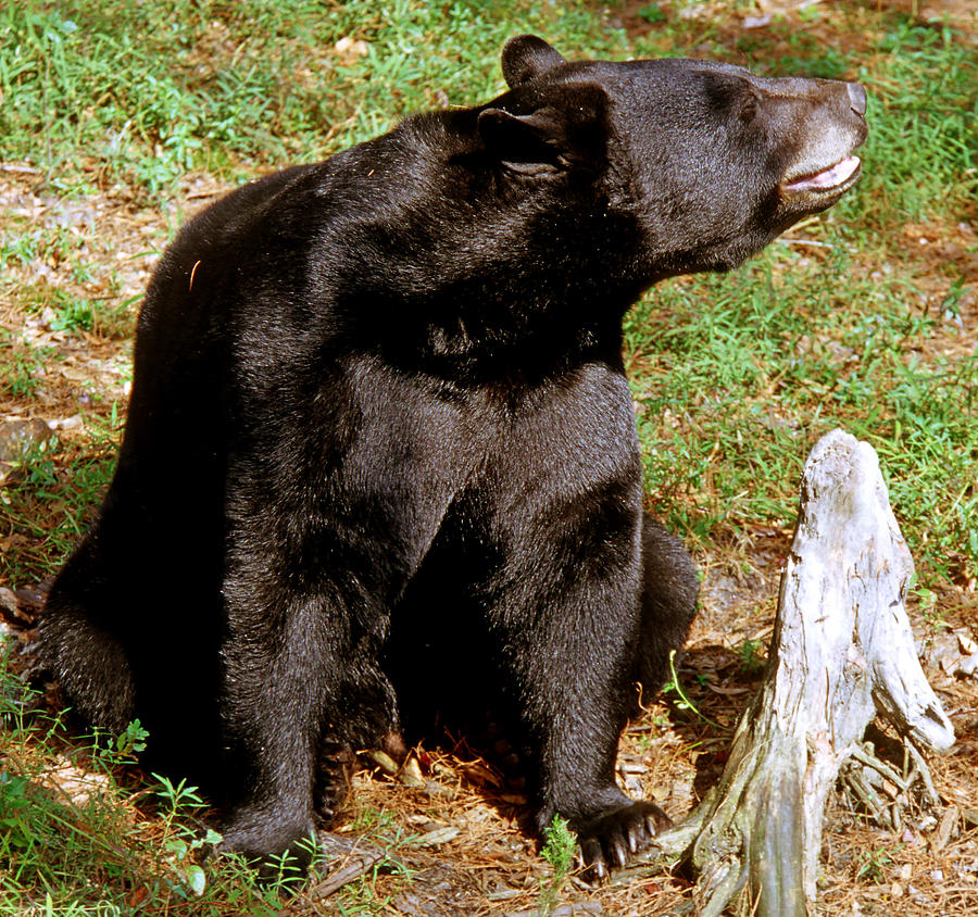 Florida Black Bear #8 Photograph by Millard H. Sharp