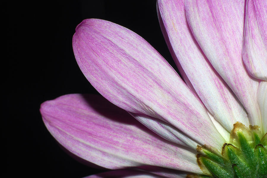 Flower Closeup #8 Photograph by Larah McElroy