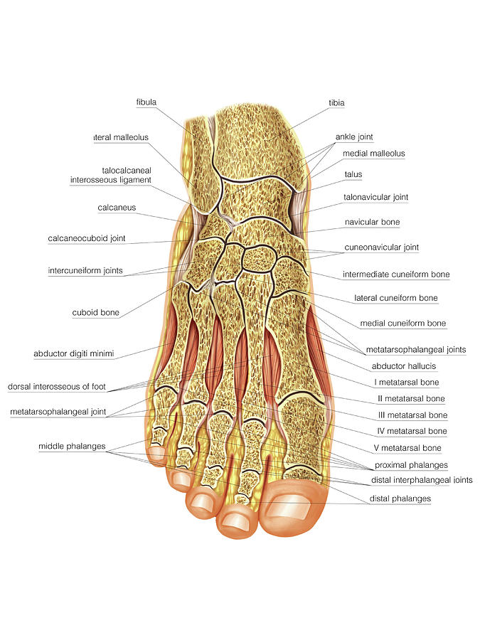 Foot Joints Photograph By Asklepios Medical Atlas Pixels 3737