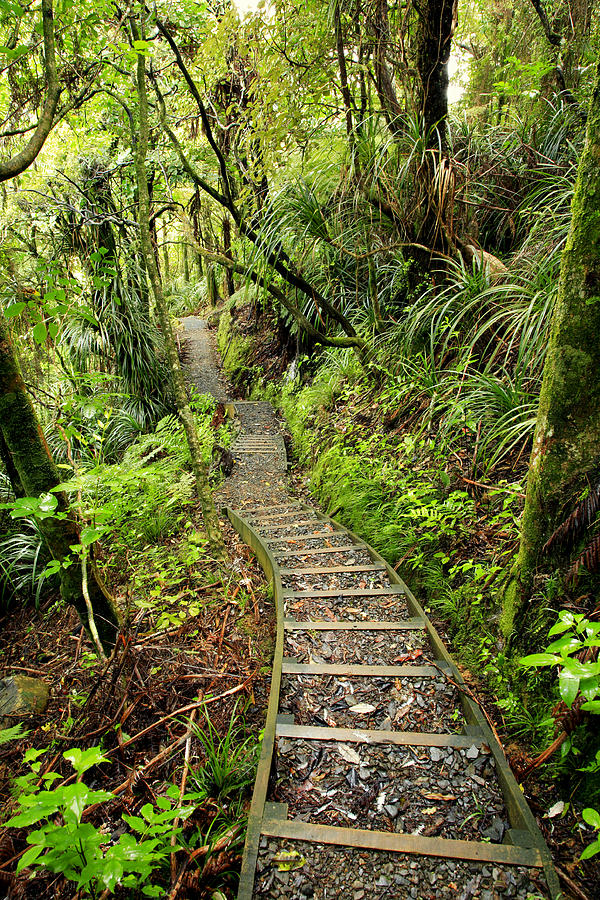 Jungle Photograph - Forest trail #8 by Les Cunliffe