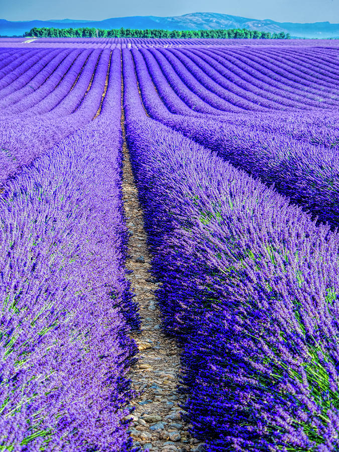 France, Provence, Lavender Field Photograph by Terry Eggers