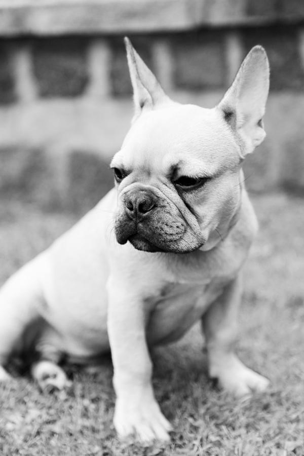 French Bulldog #9 Photograph by Falko Follert