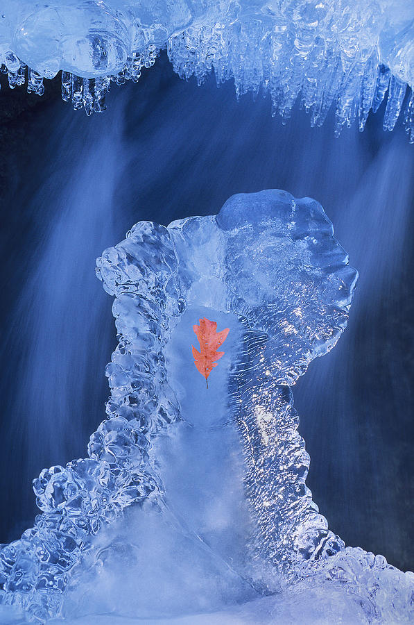 Frozen Beauty, A.K.A. Ice Is Nice. Photograph by Bijan Pirnia