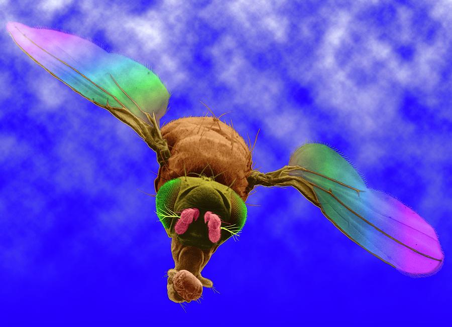 Fruit Fly Photograph By Dennis Kunkel Microscopyscience Photo Library Pixels 6146