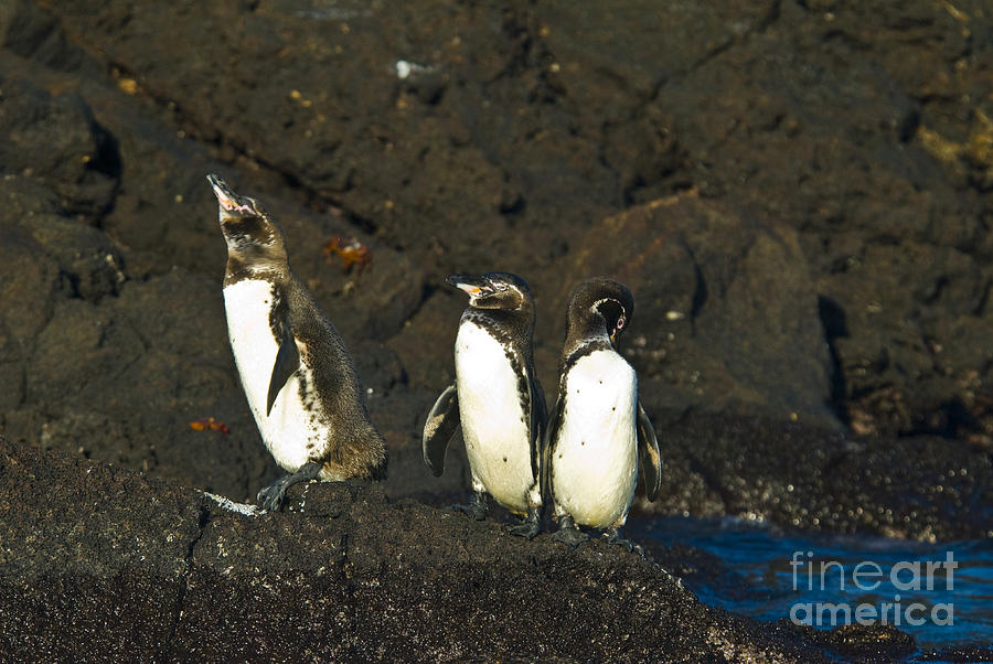Penguin Photograph - Galapagos Penguins #8 by William H. Mullins