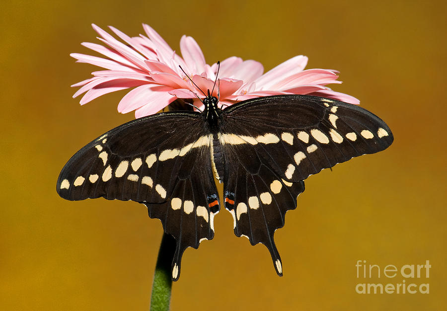 Giant Swallowtail Butterfly #8 Photograph by Millard H. Sharp
