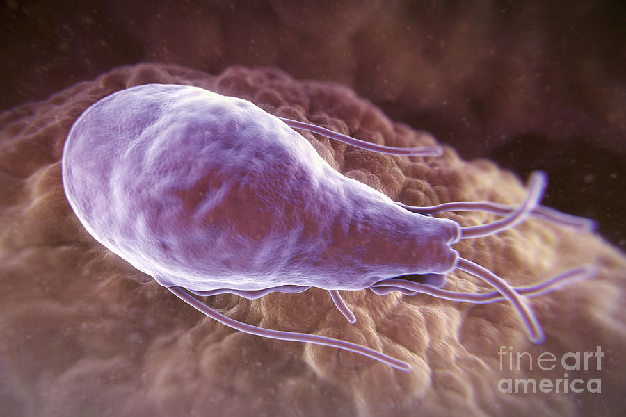 Giardia Lamblia Parasite Photograph By Science Picture Co Fine Art America