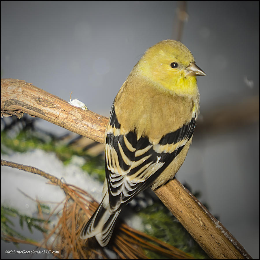 Animal Photograph - Golden Finch #8 by LeeAnn McLaneGoetz McLaneGoetzStudioLLCcom