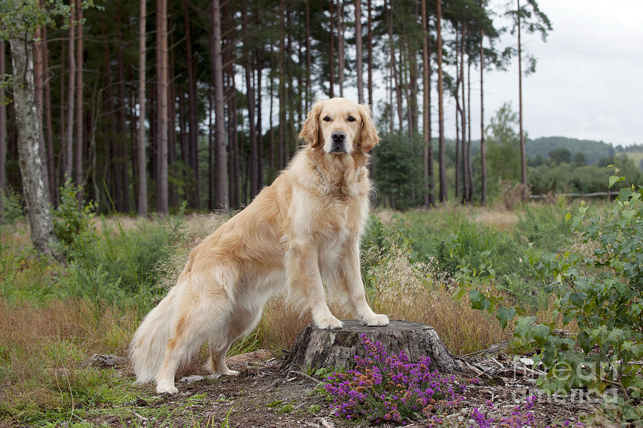 Golden Retriever Dog #8 Photograph by John Daniels