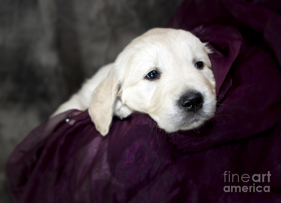 Golden retriever puppy #8 Photograph by Ang El
