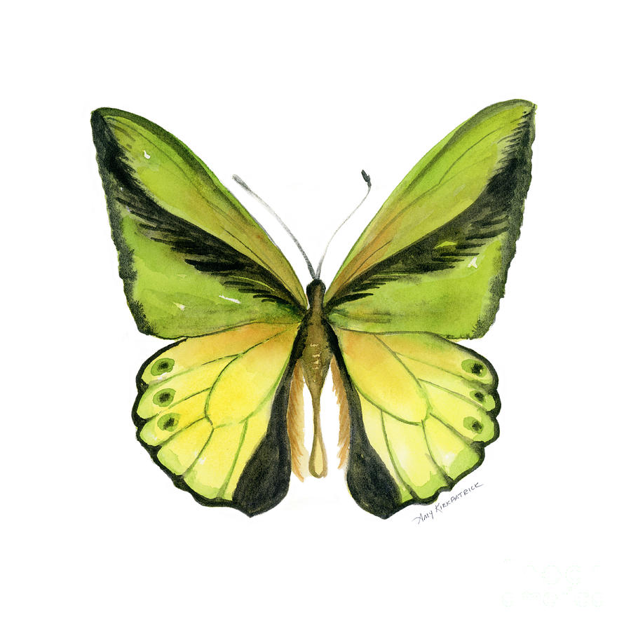 8 Goliath Birdwing Butterfly Painting by Amy Kirkpatrick