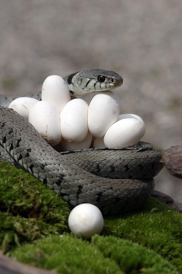 Grass Snake With Eggs #8 Photograph by M. Watson