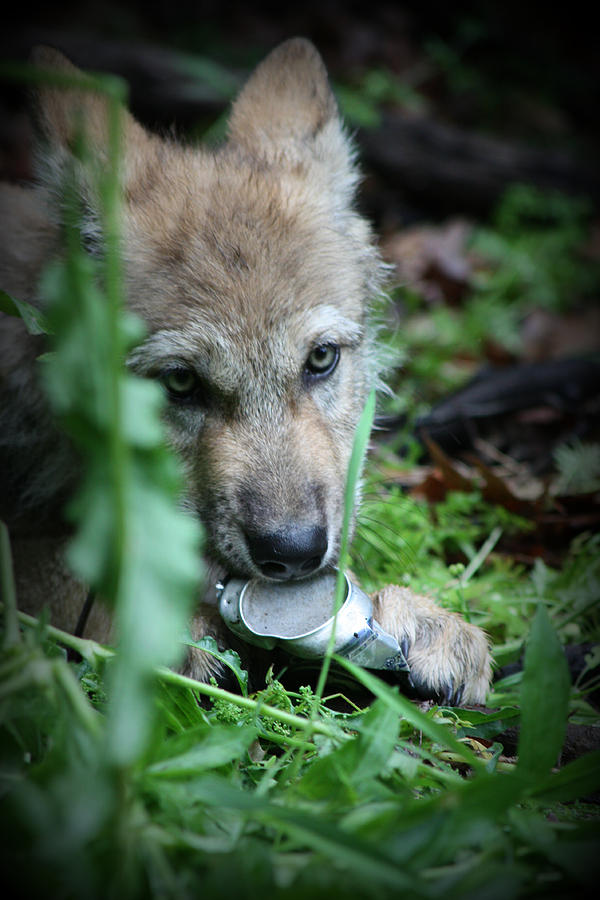 Gray Wolf Pup #8 Photograph by Amanda Stadther
