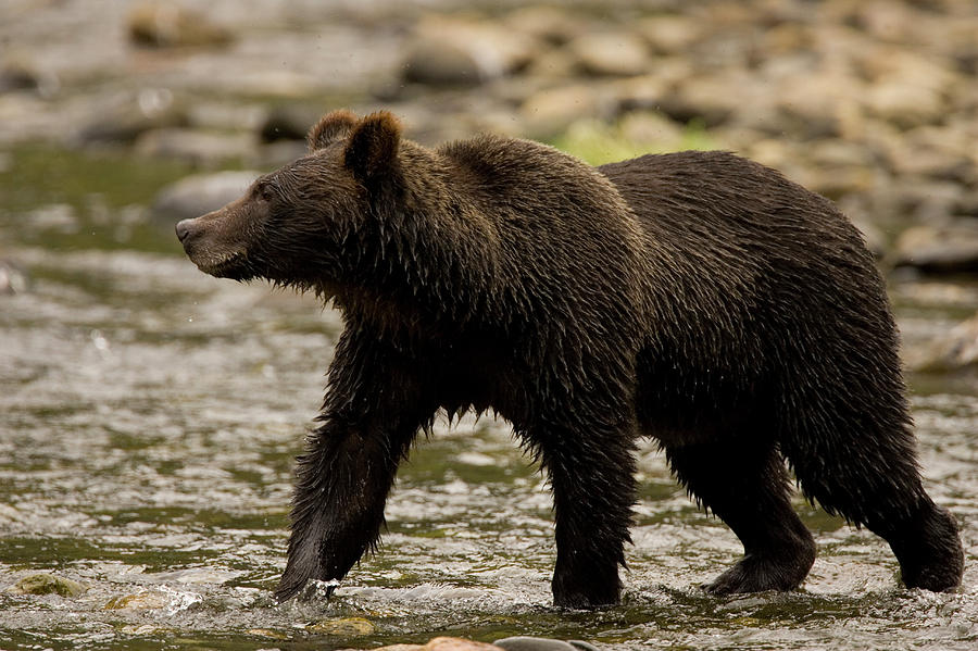 Great Bear Rainforest, British Columbia Photograph by Carl D. Walsh