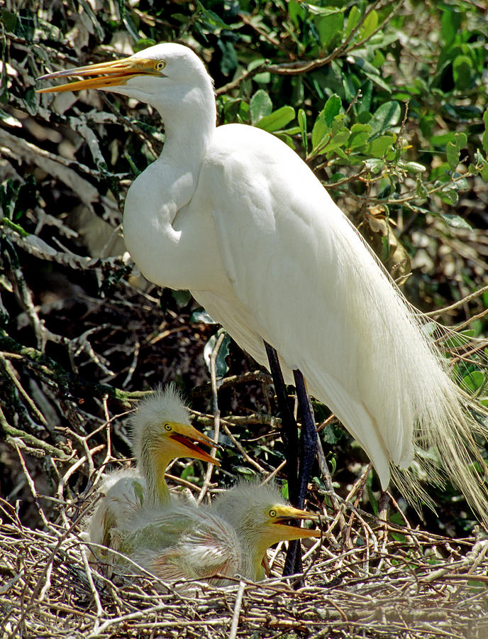 Great Egrets #8 Photograph by Millard H. Sharp