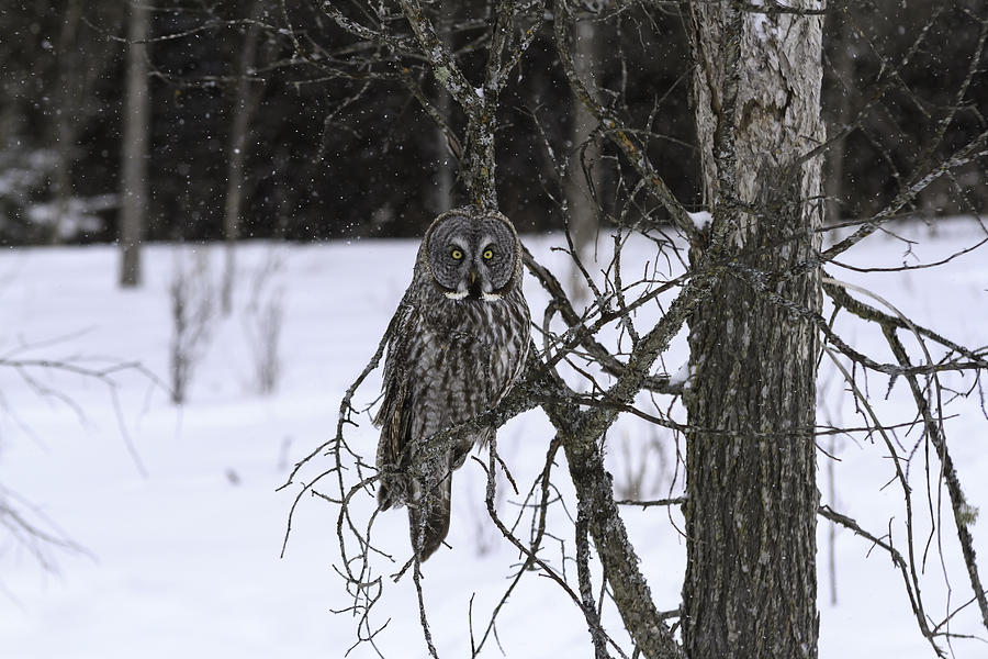 Great Grey Owl #8 Photograph by Josef Pittner