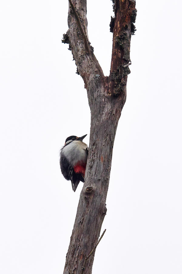 Great Spotted Woodpecker #8 Photograph by Jouko Lehto