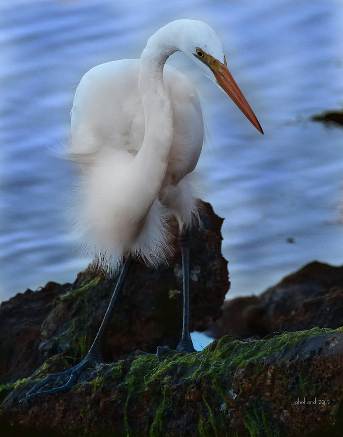 Great White Egret #8 Photograph by Joseph G Holland