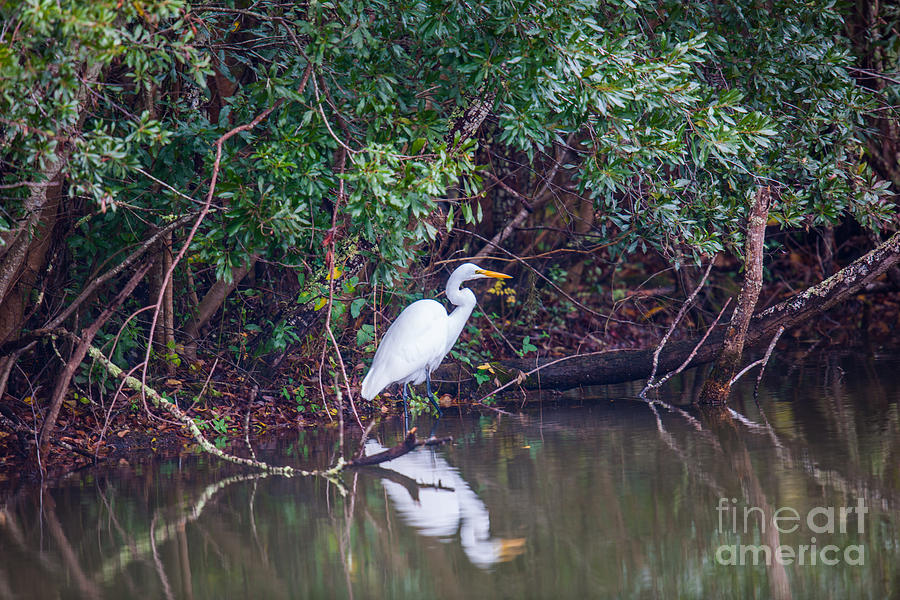 Great White Heron Pond Reflection Photograph