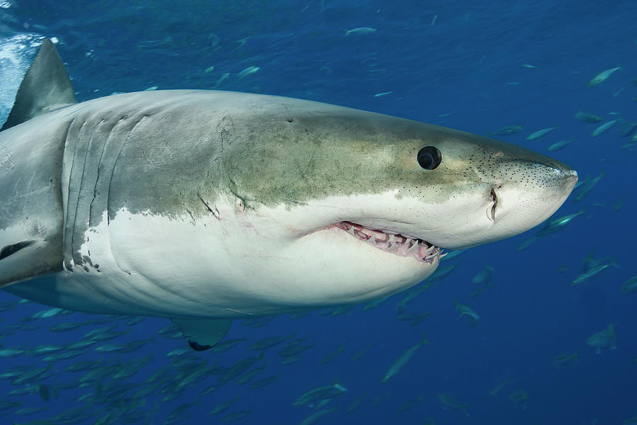 Great White Shark  Carcharodon #8 Photograph by Dave Fleetham