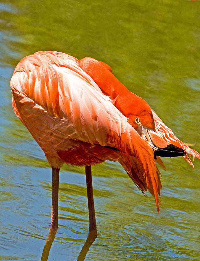 Everglades National Park Photograph - Greater Flamingo #1 by Millard H Sharp